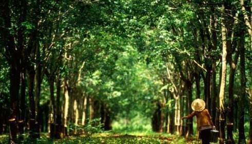 445T35a.jpg 445T35a.jpg